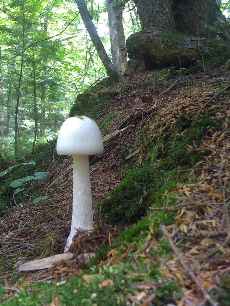 Photo of Amanita virosa (Amanita virosas)