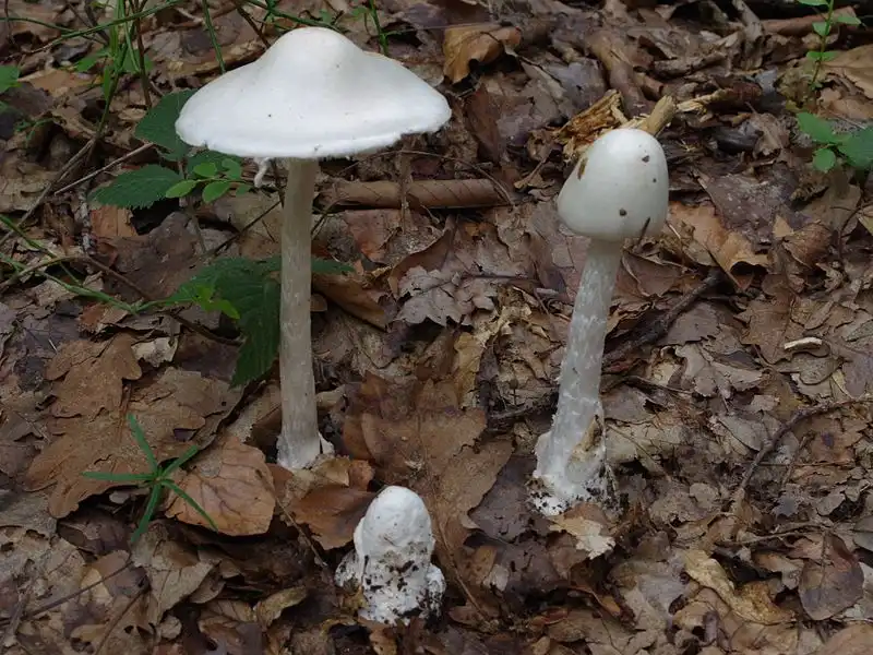 Photo of Amanita virosa (Amanita virosas)
