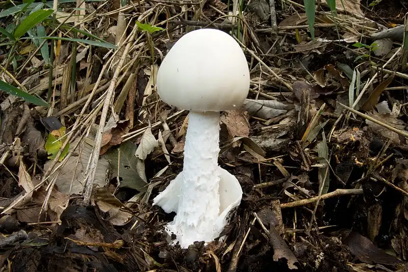 Photo of Amanita virosa - Volva:Σ64