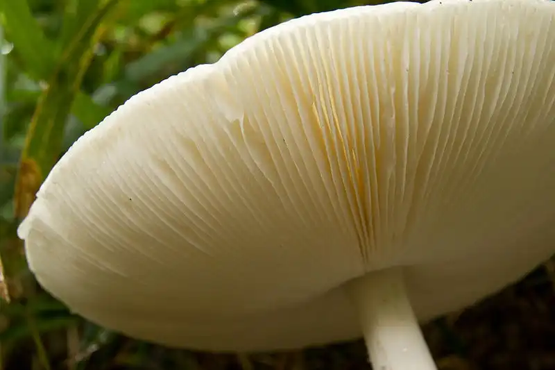 Photo of Amanita virosa - Underside of Cap:Σ64