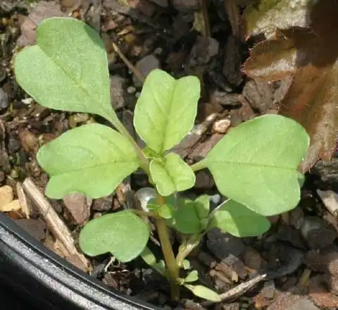 Photo of Amaranthus blitum (Amaranthus blitums)