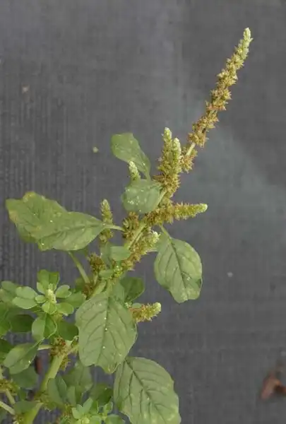 Photo of Amaranthus blitum (Amaranthus blitums)