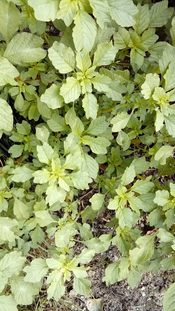 Photo of Amaranthus blitum - Habit:Frédéric Pire