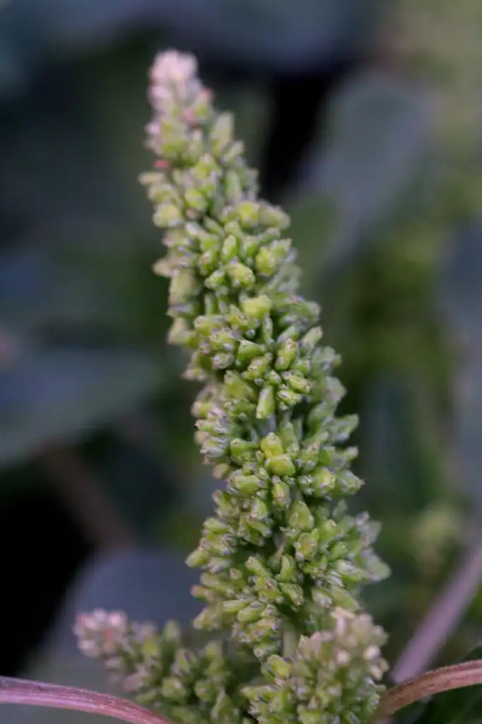 Photo of Amaranthus blitum - Flower:Dalgial