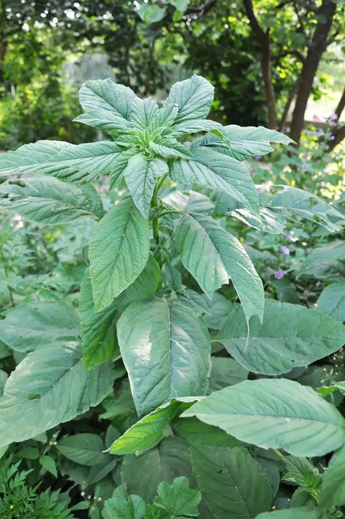 Photo of Amaranthus blitum - Form:Lazaregagnidze