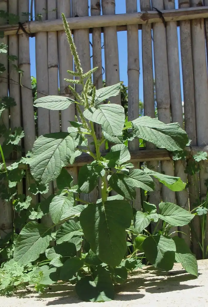 Photo of Amaranthus blitum - Form:Ton Rulkens