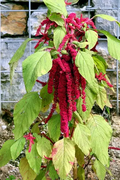 Foto de Amaranthus caudatus (Amaranthus caudatuss)