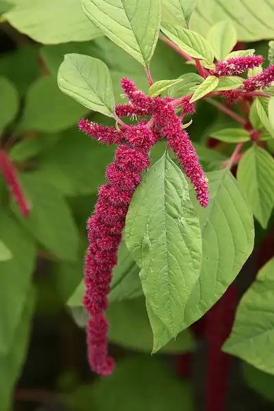 Foto de Amaranthus caudatus (Amaranthus caudatuss)