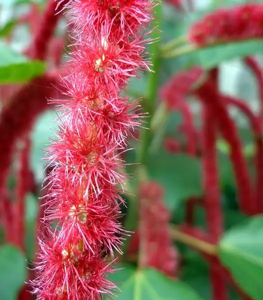 Foto de Amaranthus caudatus - :Adedotun Ajibade
