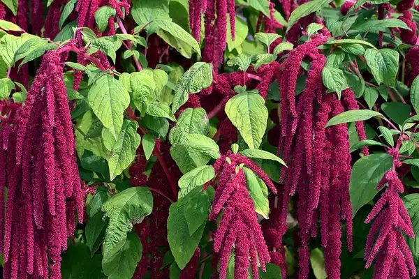 Foto de Amaranthus caudatus - :Manuel