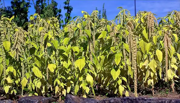 Foto de Amaranthus caudatus - :Manuel