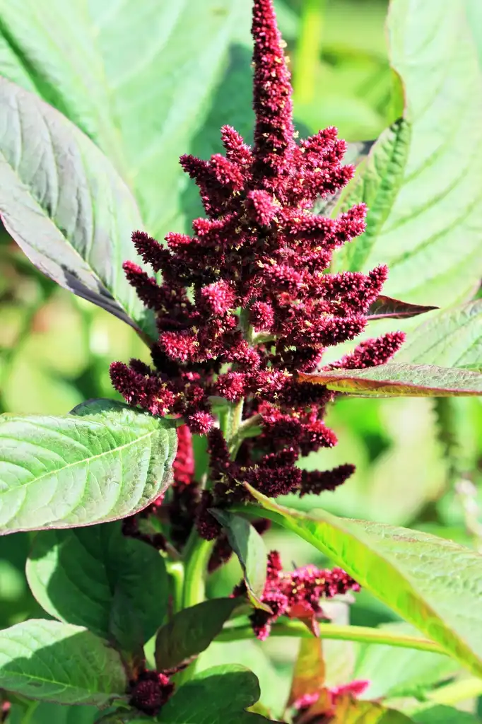 Foto de Amaranthus hypochondriacus (Amaranthus hypochondriacuss)