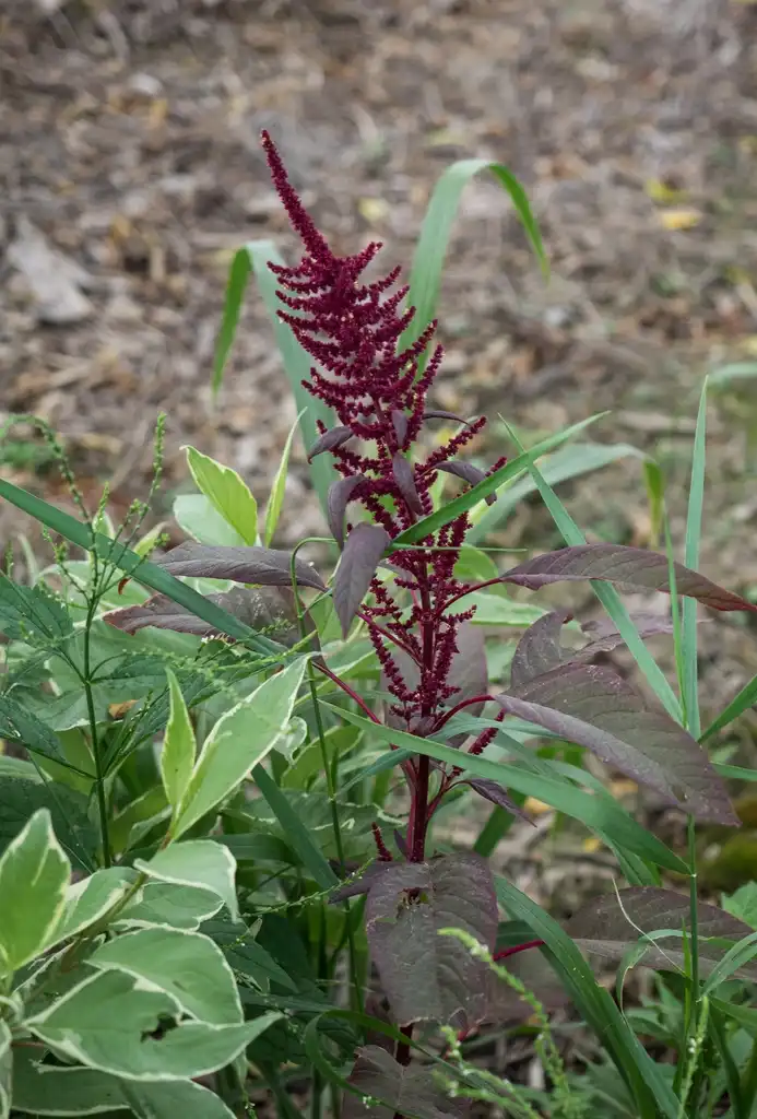 Foto de Amaranthus hypochondriacus (Amaranthus hypochondriacuss)