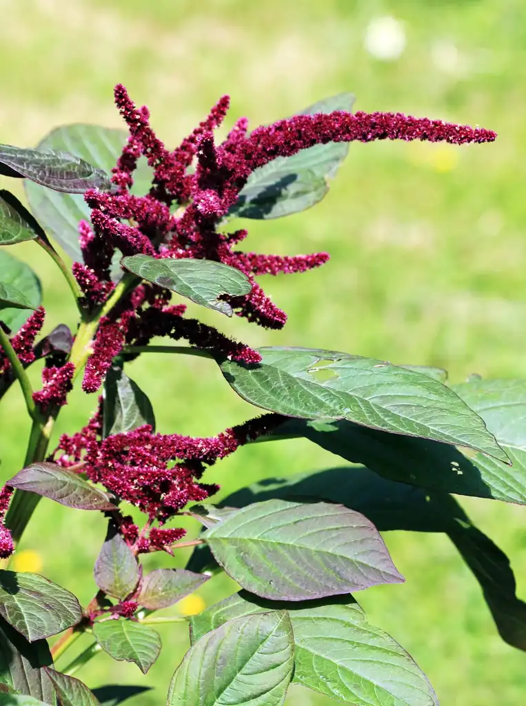 Foto de Amaranthus hypochondriacus - Flower and leaf:Karelj