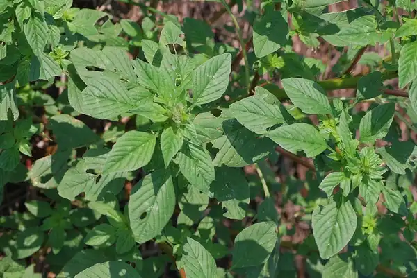 Photo of Amaranthus palmeri (Amaranthus palmeris)