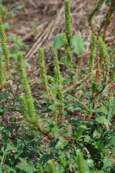 Photo of Amaranthus palmeri (Amaranthus palmeris)