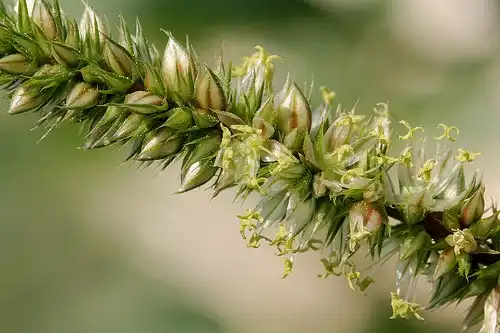 Photo of Amaranthus palmeri - Flower:Patrick Alexander