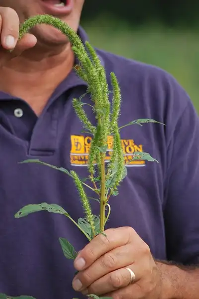 Photo of Amaranthus palmeri - Seeds:University of Delaware Carvel REC