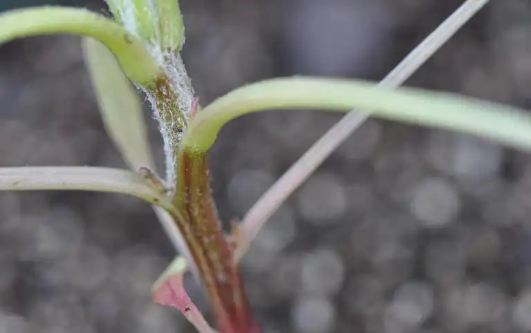 Photo of Amaranthus palmeri - Stem:Bruce Ackley, The Ohio State Univ., Bugwood.org