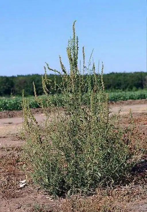 Photo of Amaranthus palmeri - Form:Joseph M. DiTomaso, Univ of California-Davis, Bugwood.org