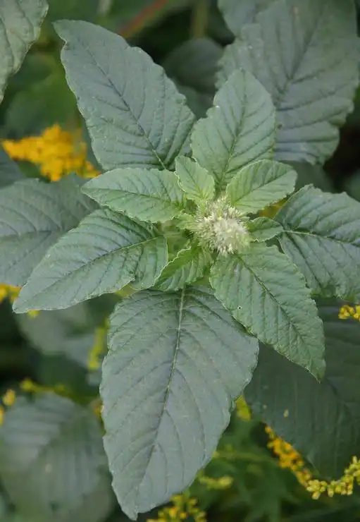 Photo of Amaranthus retroflexus (Amaranthus retroflexuss)