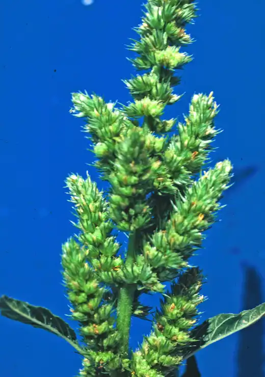 Photo of Amaranthus retroflexus (Amaranthus retroflexuss)