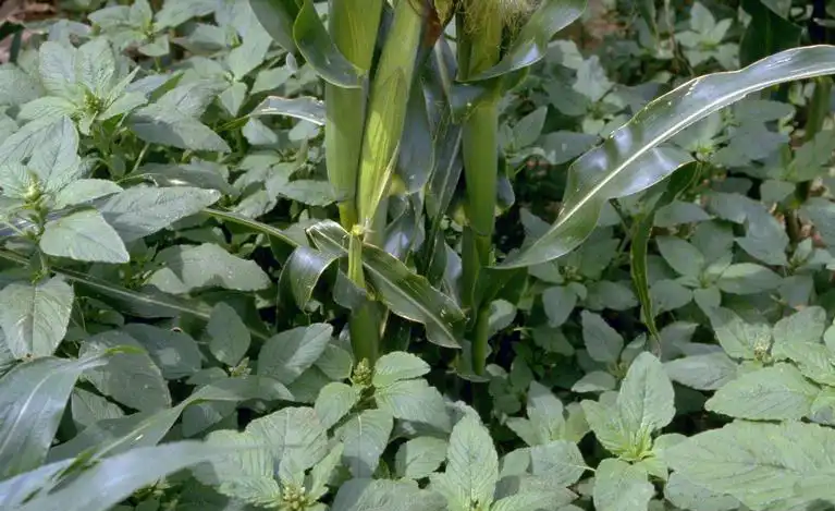 Photo of Amaranthus retroflexus - Corn Crop Infestation:Phil Westra, Colorado State Univ., Bugwood.org