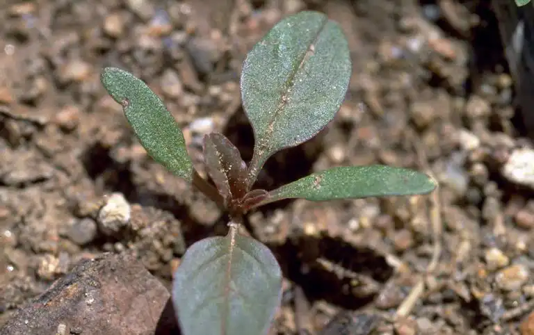 Photo of Amaranthus retroflexus - Seedling:Phil Westra, Colorado State Univ., Bugwood.org