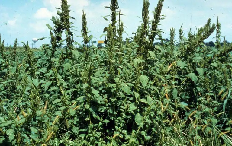 Photo of Amaranthus retroflexus - Form:Doug Doohan, Ohio State Univ./OARDC, Bugwood.org