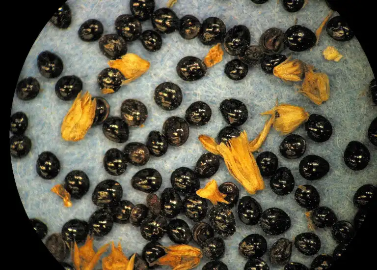 Photo of Amaranthus retroflexus - Seed:Lynn Sosnoskie, Univ. of Georgia, Bugwood.org