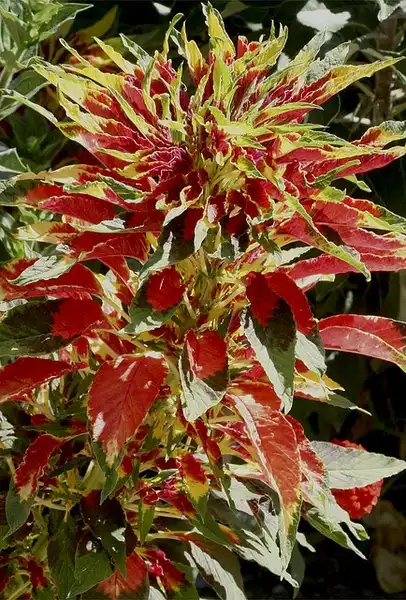 Photo of Amaranthus tricolor (Amaranthus tricolors)