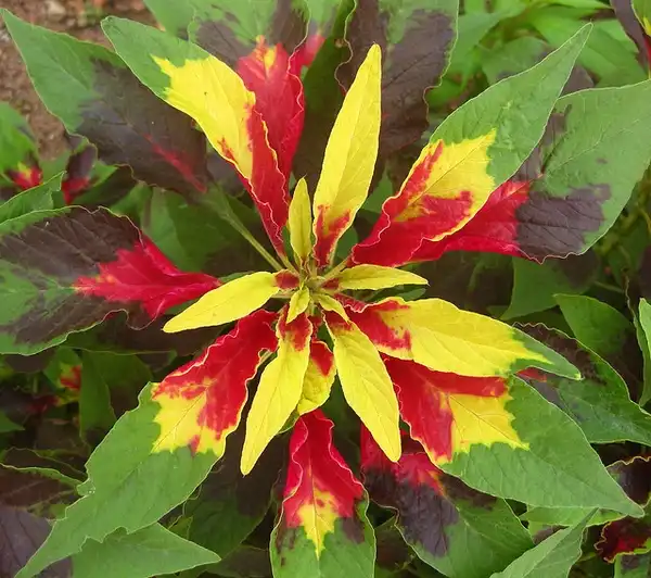 Photo of Amaranthus tricolor (Amaranthus tricolors)