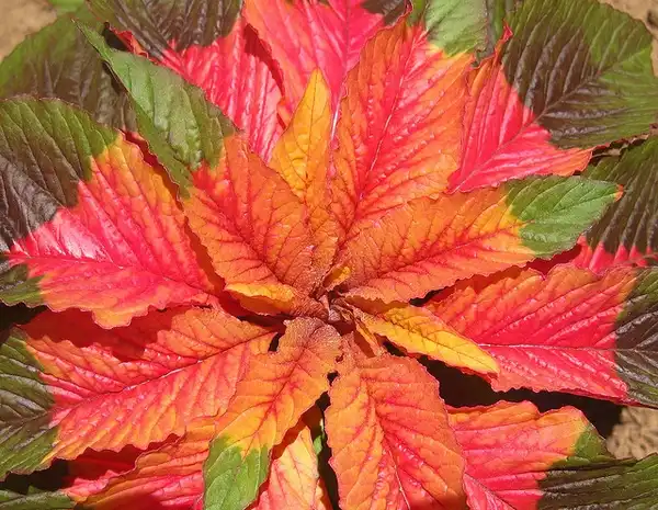 Photo of Amaranthus tricolor - :Ton Rulken