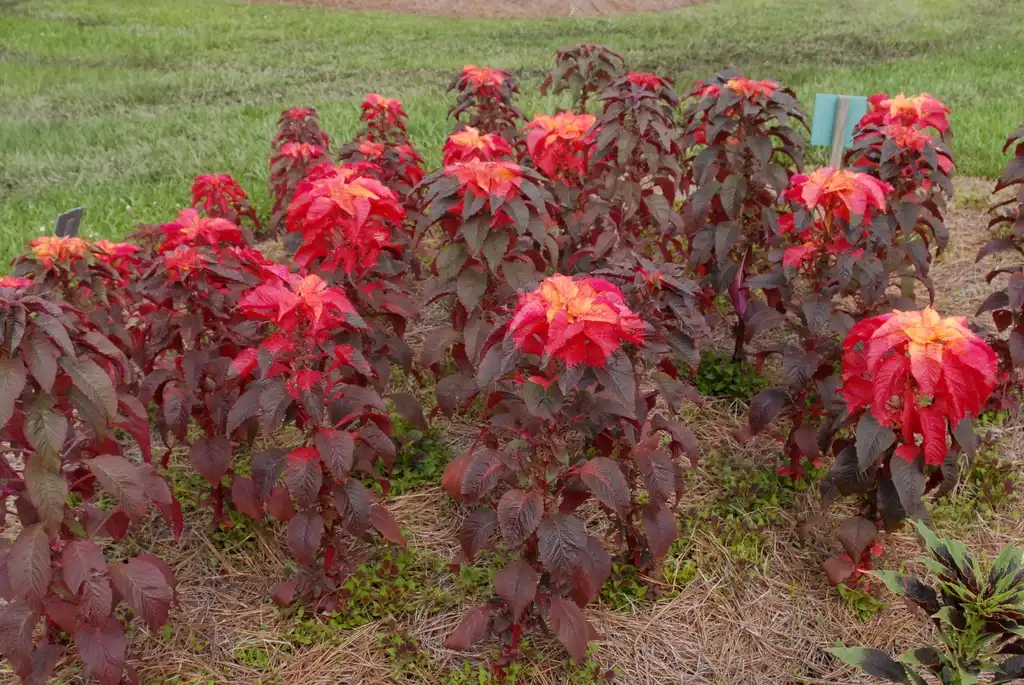 Photo of Amaranthus tricolor - 'Carnival' Form:Jim Robbins