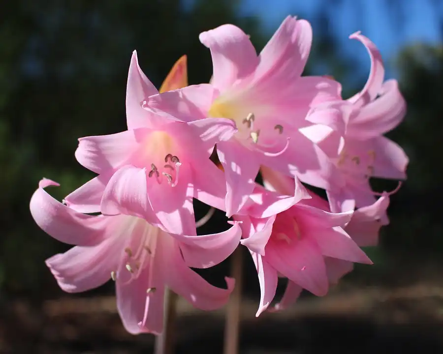 Photo of Amaryllis belladonna (Amaryllis belladonnas)