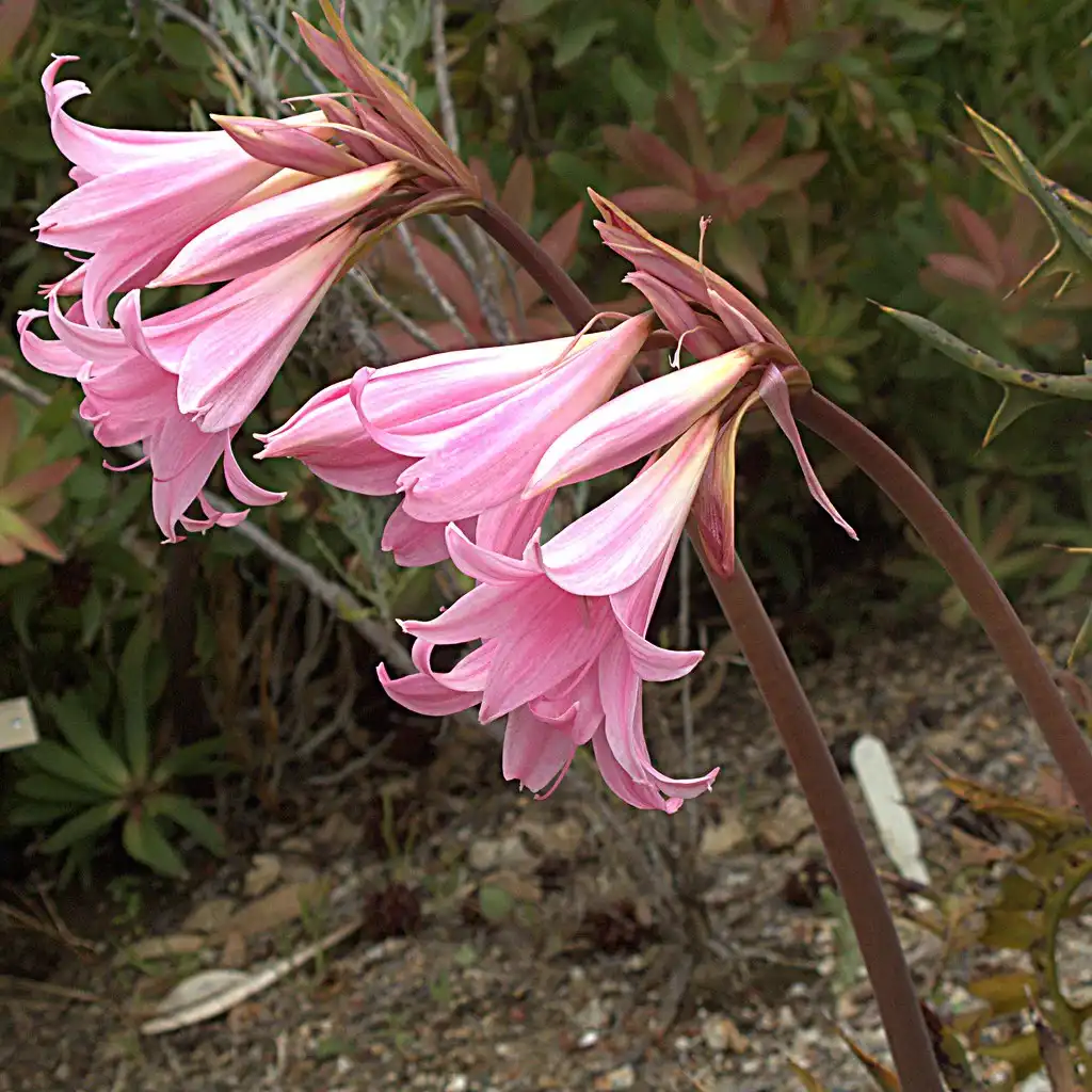 Photo of Amaryllis belladonna - Stem:John Rusk
