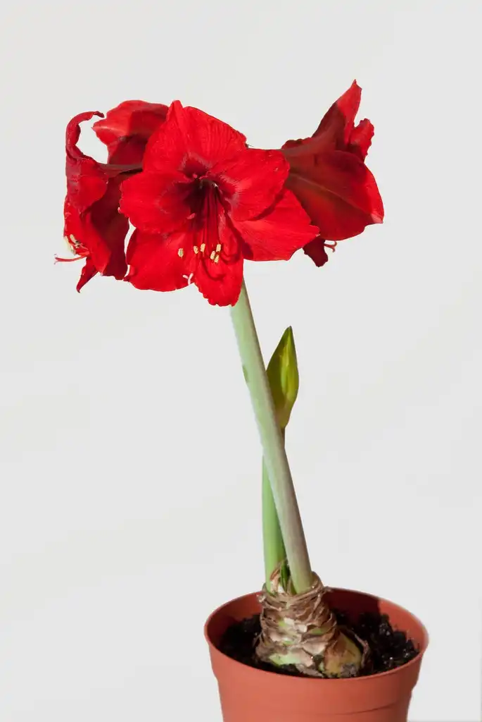 Foto de Amaryllis (Amarylliss)