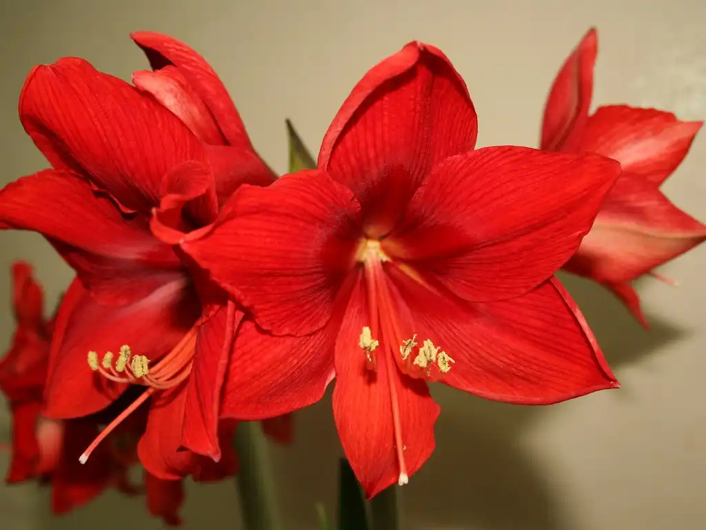 Foto de Amaryllis (Amarylliss)