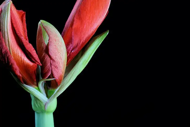 Foto de Amaryllis - Flower buds: