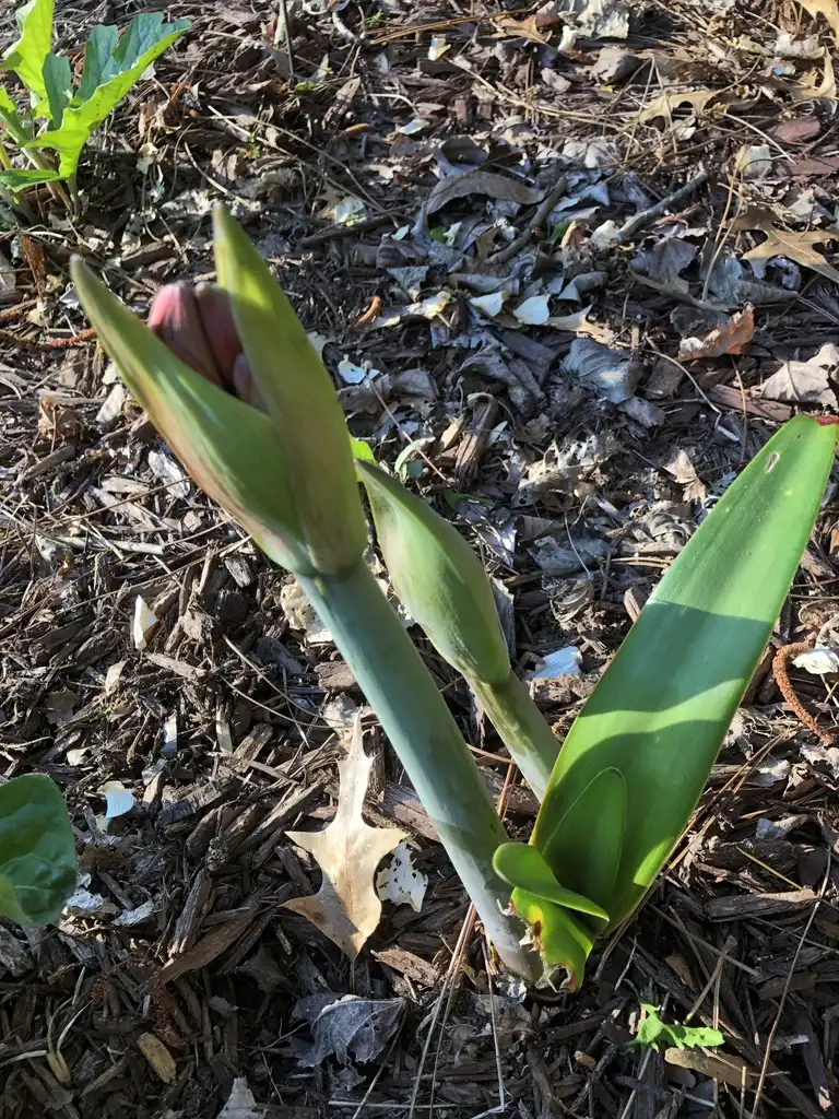 Foto de Amaryllis - Flower Bud (Pitt County,NC)- Spring:Jeannette Debs