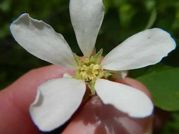 Фото Amelanchier alnifolia (Amelanchier alnifolias)