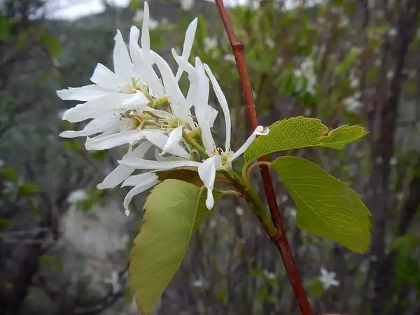 Фото Amelanchier alnifolia (Amelanchier alnifolias)
