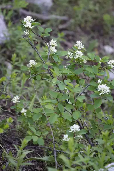 Фото Amelanchier alnifolia - Amelancheir alnifolia:Andrey Zhakikh