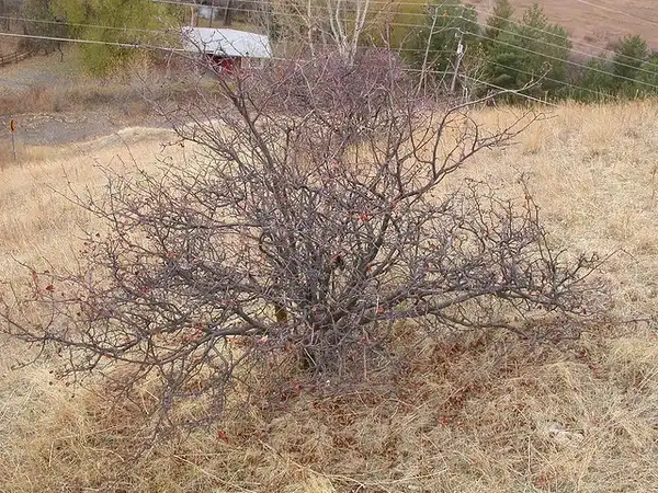 Фото Amelanchier alnifolia - Amelancheir alnifolia:Matt Lavin