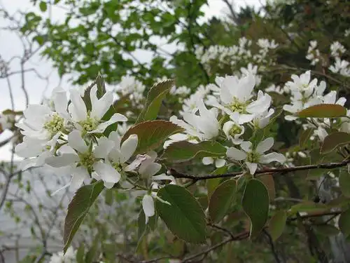 Photo of Amelanchier arborea var. arborea (Amelanchier arborea var. arboreas)