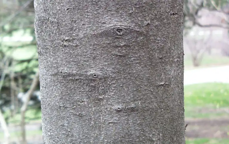 Photo of Amelanchier arborea var. arborea (Amelanchier arborea var. arboreas)
