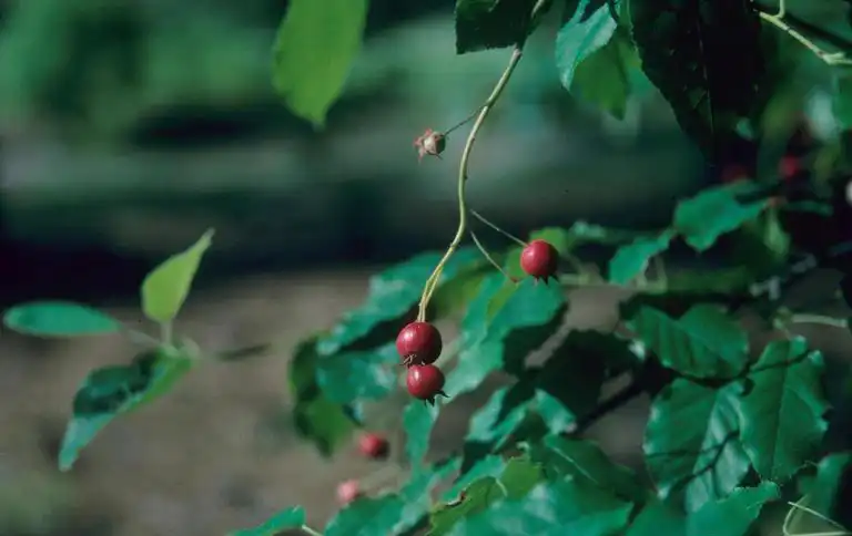 Photo of Amelanchier arborea var. arborea - Fruit:John Ruter, Univ. of Georgia