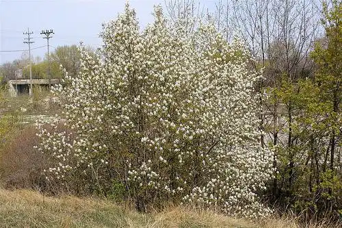 Photo of Amelanchier arborea var. arborea - Shrub Form:Dan Mullen