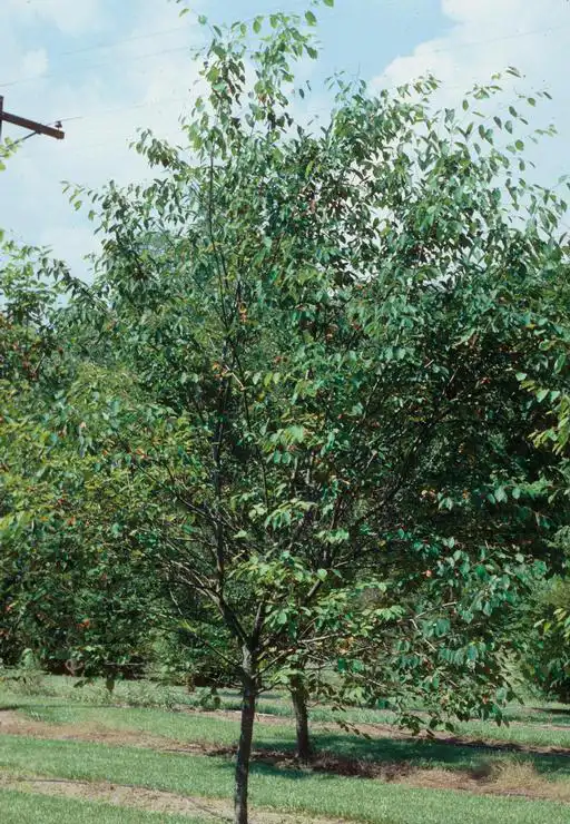 Photo of Amelanchier arborea var. arborea - Tree form:John Ruter, Univ. of Georgia