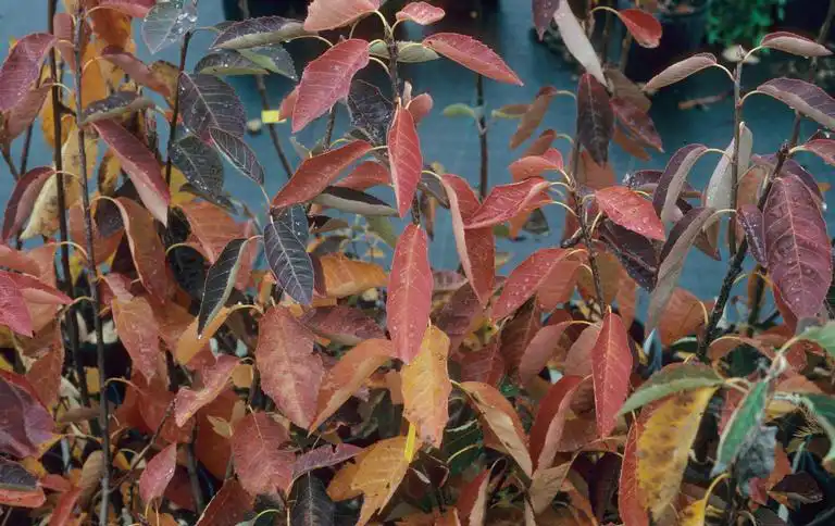 Photo of Amelanchier arborea var. arborea - Fall color:John Ruter, Univ. of Georgia